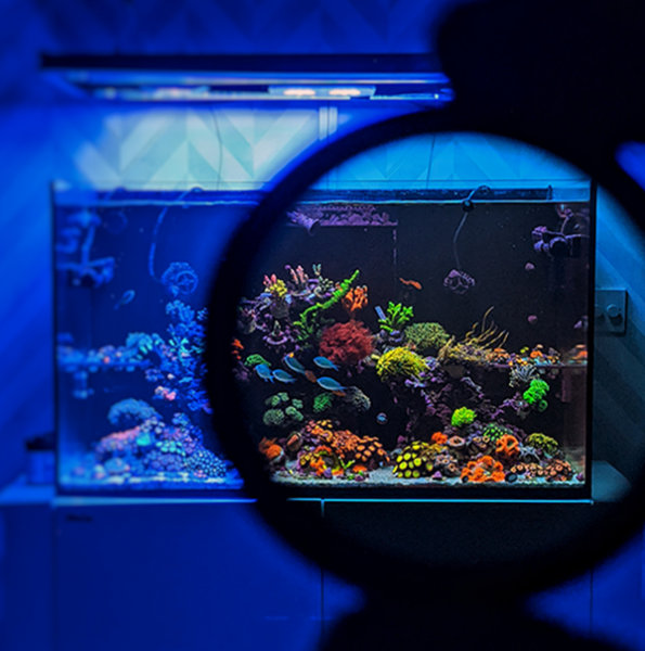 D-D Aquariums H2Ocean Coral Colour (Mobile Phone Lens/Filter)
